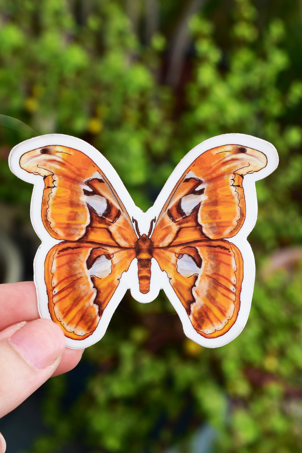 Moth Sticker